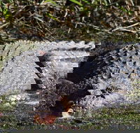 Full Day Tour in the Daintree - New South Wales Tourism 