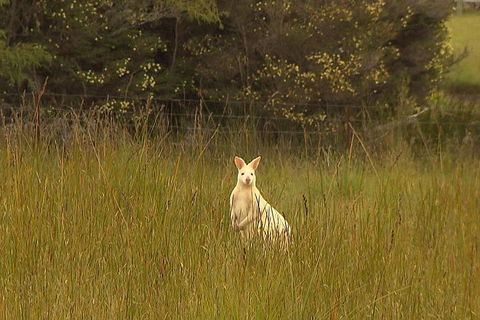 Bruny Island Day Trip From Hobart - New South Wales Tourism  5