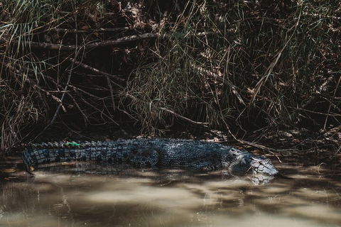 Kakadu Full-Day Tour From Darwin With Lunch - New South Wales Tourism  4
