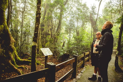 Full-day Springbrook National Park Tour From The Gold Coast - New South Wales Tourism  1