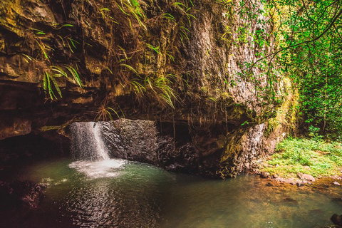 Full-day Springbrook National Park Tour From The Gold Coast - New South Wales Tourism  4