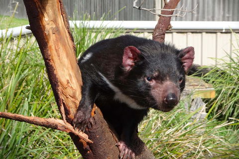 Tasmania 4 Day East Coast + Launceston - New South Wales Tourism  2
