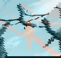 Highlights Of Kings Park - New South Wales Tourism 