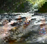 Daintree Rainforest Cape Tribulation Mossman Gorge Small-Group Day Tour - New South Wales Tourism 