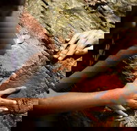 Ngana Julaymba Dungay - Full Day - New South Wales Tourism 
