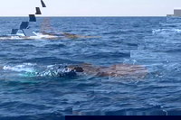 Noosa Whale Watching