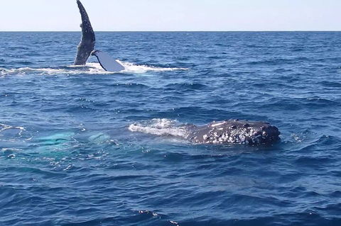 Noosa Whale Watching - New South Wales Tourism  0