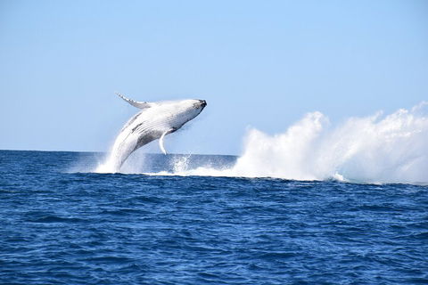 Noosa Whale Watching - New South Wales Tourism  1