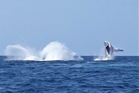 Noosa Whale Watching - New South Wales Tourism  2