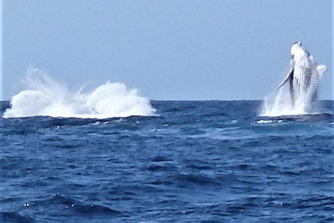 Noosa Whale Watching - New South Wales Tourism  3