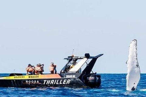 Noosa Whale Watching - New South Wales Tourism  4