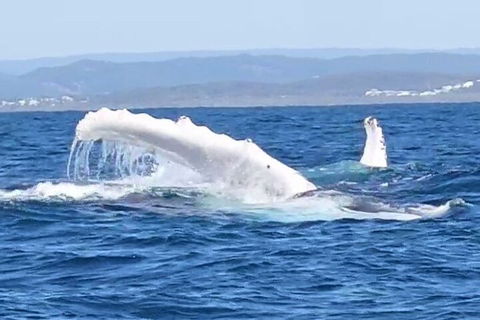 Noosa Whale Watching - New South Wales Tourism  5