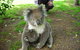 3-Day Adelaide To Melbourne Tour Including The Great Ocean Road - thumb 3