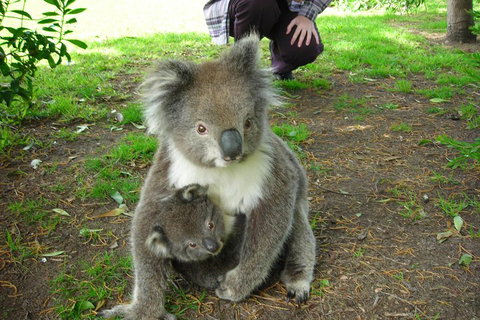 3-Day Adelaide To Melbourne Tour Including The Great Ocean Road - New South Wales Tourism  3