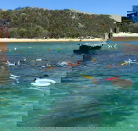 All Inclusive Dolphin and Tangalooma Wrecks Cruise - New South Wales Tourism 