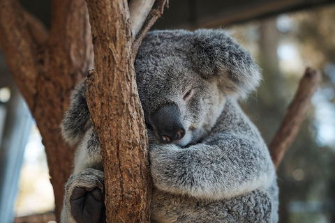 Sydney Taronga Zoo General Entry Ticket - New South Wales Tourism  3