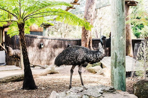 Sydney Taronga Zoo General Entry Ticket And Wild Australia Experience - New South Wales Tourism  0