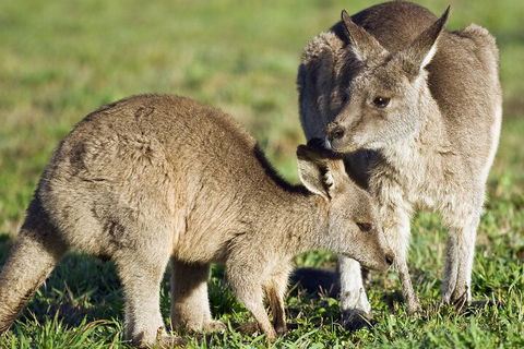 LGBT+ Friendly Full Day Phillip Island Private Tour - New South Wales Tourism  3