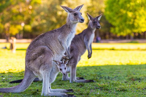 LGBT+ Friendly Full Day Phillip Island Private Tour - New South Wales Tourism  4
