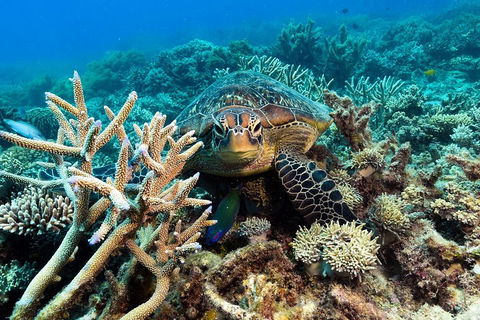 Great Barrier Reef Day Cruise From Cairns Including Snorkeling And Marine Biologist Presentation - New South Wales Tourism  4