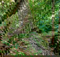Private Daintree Mossman Gorge Exclusive Nature and Wildlife Focus - New South Wales Tourism 