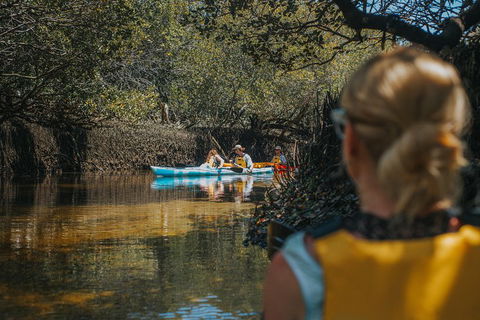 Kayak Tour In Adelaide Dolphin Sanctuary - New South Wales Tourism  0