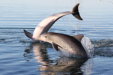 Kayak Tour In Adelaide Dolphin Sanctuary - New South Wales Tourism  5