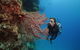 Silversonic Outer Great Barrier Reef Dive And Snorkel Cruise From Port Douglas - thumb 0