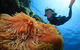 Silversonic Outer Great Barrier Reef Dive And Snorkel Cruise From Port Douglas - thumb 3