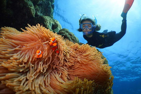 Silversonic Outer Great Barrier Reef Dive And Snorkel Cruise From Port Douglas - New South Wales Tourism  3