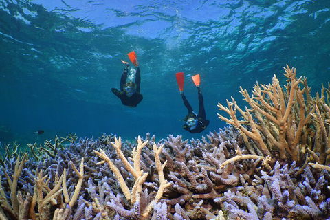 Silversonic Outer Great Barrier Reef Dive And Snorkel Cruise From Port Douglas - New South Wales Tourism  4