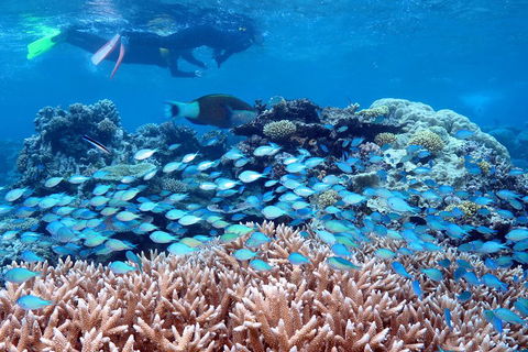 Silversonic Outer Great Barrier Reef Dive And Snorkel Cruise From Port Douglas - New South Wales Tourism  5