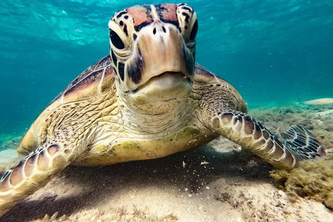 Sail, Snorkel, SUP & Kayak Charter Whitsundays - New South Wales Tourism  0