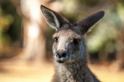 Port Arthur And Tassie Devils Active Day Tour From Hobart - New South Wales Tourism  2