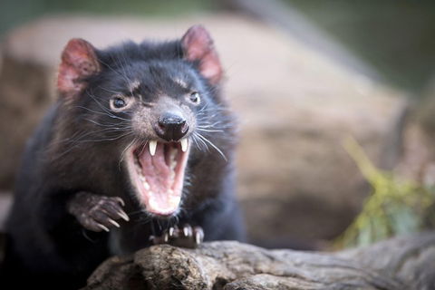 Port Arthur And Tassie Devils Active Day Tour From Hobart - New South Wales Tourism  3