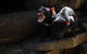 Port Arthur And Tassie Devils Active Day Tour From Hobart - thumb 4
