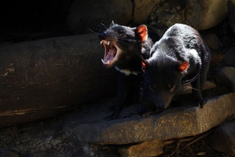 Port Arthur And Tassie Devils Active Day Tour From Hobart - New South Wales Tourism  4