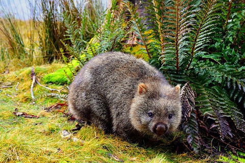 Cradle Mountain National Park Day Tour From Launceston - New South Wales Tourism  0
