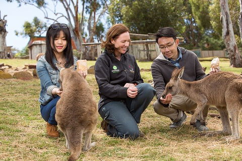 Bonorong Wildlife Park And Richmond Afternoon Tour From Hobart - New South Wales Tourism  1