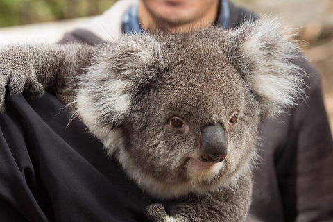 Bonorong Wildlife Park And Richmond Afternoon Tour From Hobart - New South Wales Tourism  2