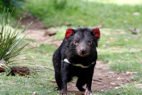 Bonorong Wildlife Park And Richmond Afternoon Tour From Hobart - New South Wales Tourism  4