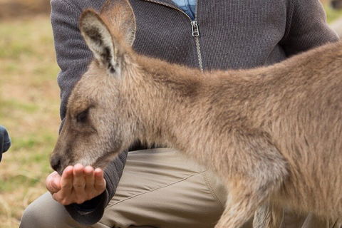 Bonorong Wildlife Park And Richmond Afternoon Tour From Hobart - New South Wales Tourism  5