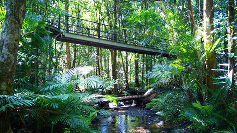 Double Pack-Ancient Rainforest And Waterfalls! - New South Wales Tourism  0