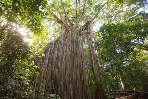 Double Pack-Ancient Rainforest And Waterfalls! - New South Wales Tourism  5