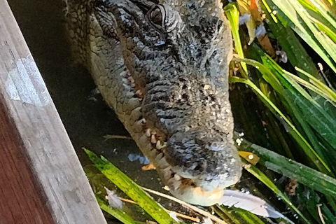 Litchfield Park Adventures And Jumping Crocodile Cruise + Butterfly Farm - New South Wales Tourism  1