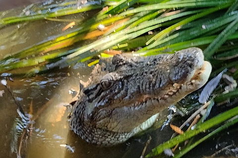 Litchfield Park Adventures And Jumping Crocodile Cruise + Butterfly Farm - New South Wales Tourism  4