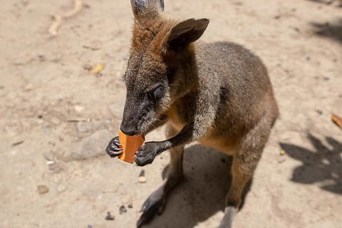 Chillagoe Caves And Outback Day Trip From Cairns - New South Wales Tourism  5
