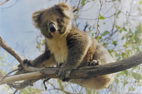 Kangaroo Island Scenic Trail Tour - New South Wales Tourism  2