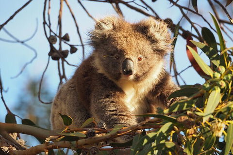 2-Hour Koala Walking Tour In Kangaroo Island - New South Wales Tourism  0