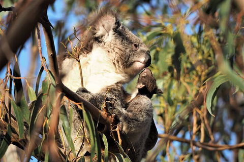 2-Hour Koala Walking Tour In Kangaroo Island - New South Wales Tourism  1